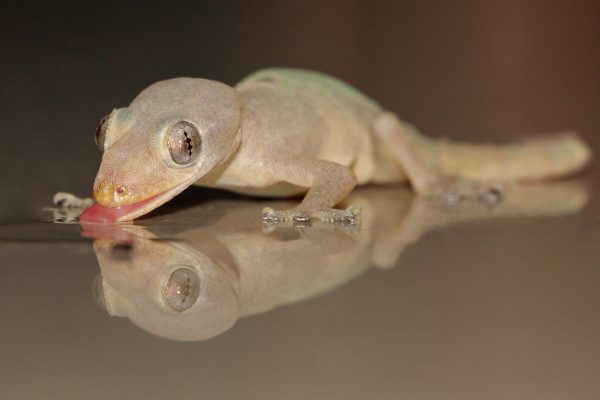 Σαμιαμίδια σκαρφαλώνουν τοίχους με λαδωμένες πατούσες