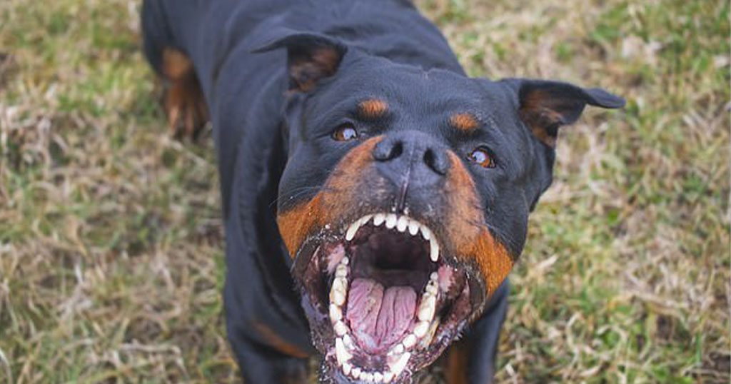 Εύβοια: Στη ΜΕΘ ο 6χρονος που δαγκώθηκε από ροτβάιλερ – Συγκλονίζει η νοσηλεύτρια του