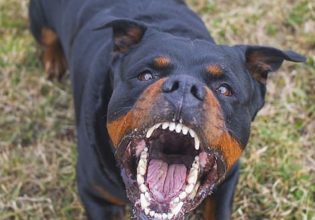 Εύβοια: Στη ΜΕΘ ο 6χρονος που δαγκώθηκε από ροτβάιλερ – Συγκλονίζει η νοσηλεύτρια του