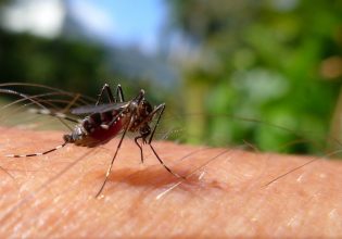 Μοιραία έλξη: Πώς ορισμένοι ιοί κάνουν τους ανθρώπους ακαταμάχητους για τα κουνούπια