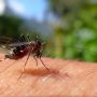 Μοιραία έλξη: Πώς ορισμένοι ιοί κάνουν τους ανθρώπους ακαταμάχητους για τα κουνούπια