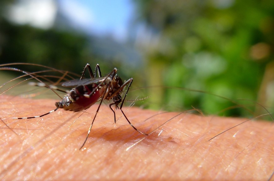 Μοιραία έλξη: Πώς ορισμένοι ιοί κάνουν τους ανθρώπους ακαταμάχητους για τα κουνούπια