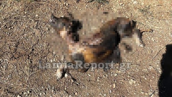 Λαμία: Έκαψαν σκύλο ζωντανό – Προσοχή πολύ σκληρές εικόνες