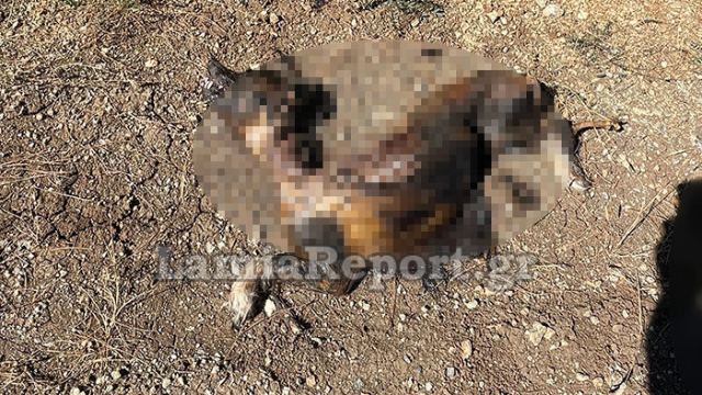 Λαμία: Έκαψαν σκύλο ζωντανό - Προσοχή πολύ σκληρές εικόνες