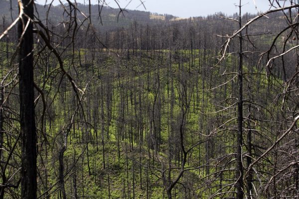 SZ: Τα σημάδια της τεράστια πυρκαγιάς στην Εύβοια παραμένουν εμφανή