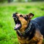 Κοζάνη: Άγρια επίθεση σκύλου σε 11χρονο – Μήνυση από τους γονείς
