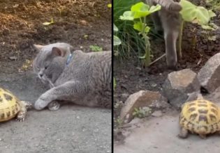 Γάτα: Ατρόμητη χελώνα της έκανε bullying χωρίς λόγο