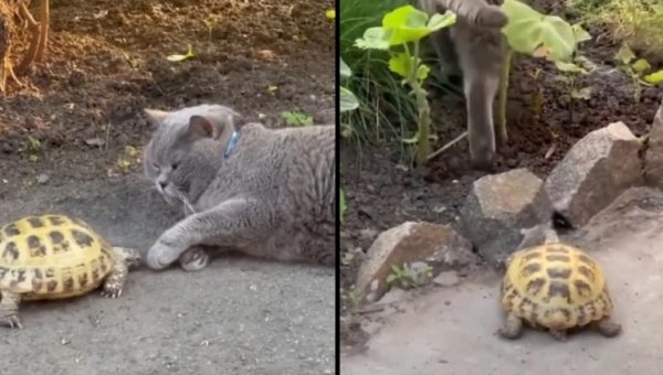 Γάτα: Ατρόμητη χελώνα της έκανε bullying χωρίς λόγο