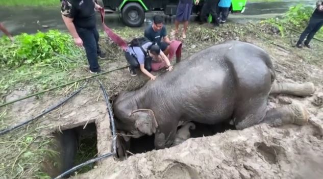 Ταϊλάνδη: Διάσωση ελεφαντίνας που έπεσε σε φρεάτιο με το μικρό της