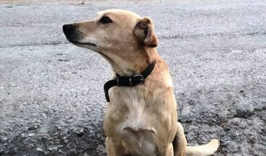 Γαλάτσι: Πέταξαν πέτρες κατά των εθελοντών σε σταθμό πυρόπληκτων ζώων