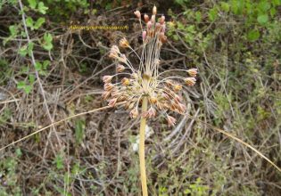 Κιλκίς: Νέο είδος φυτού ανακαλύφθηκε στη Γουμένισσα – Το κρεμμύδι Α.goumenissanum
