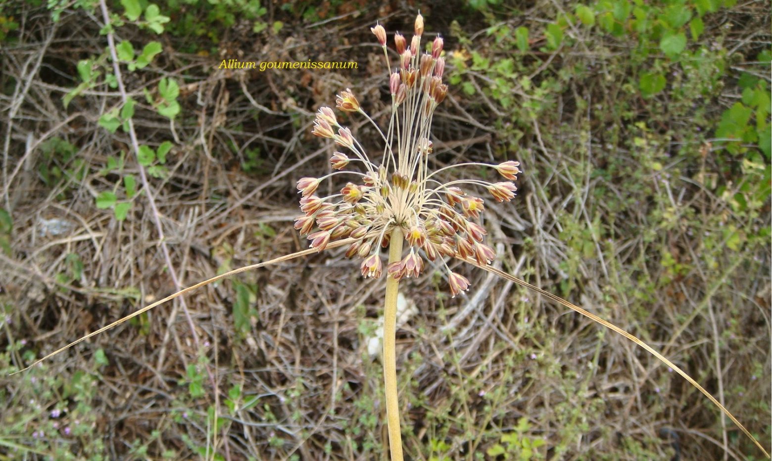 Κιλκίς: Νέο είδος φυτού ανακαλύφθηκε στη Γουμένισσα - Το κρεμμύδι Α.goumenissanum