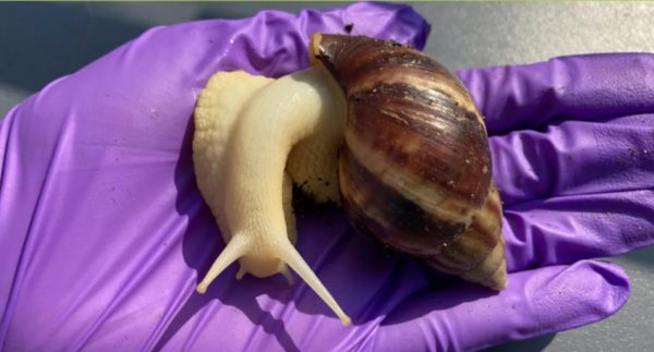 Φλόριντα: Καραντίνα για 2 χρόνια σε πόλη μετά τον εντοπισμό επικίνδυνου σαλιγκαριού