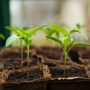 Φυτά: Αναπροσαρμογή των φυτοϋγειονομικών τελών – Τι θα ισχύει
