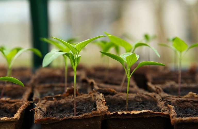 Φυτά: Αναπροσαρμογή των φυτοϋγειονομικών τελών – Τι θα ισχύει
