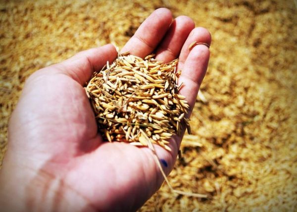 Επισιτιστική κρίση: 9+1 απειλές που την «τροφοδοτούν»