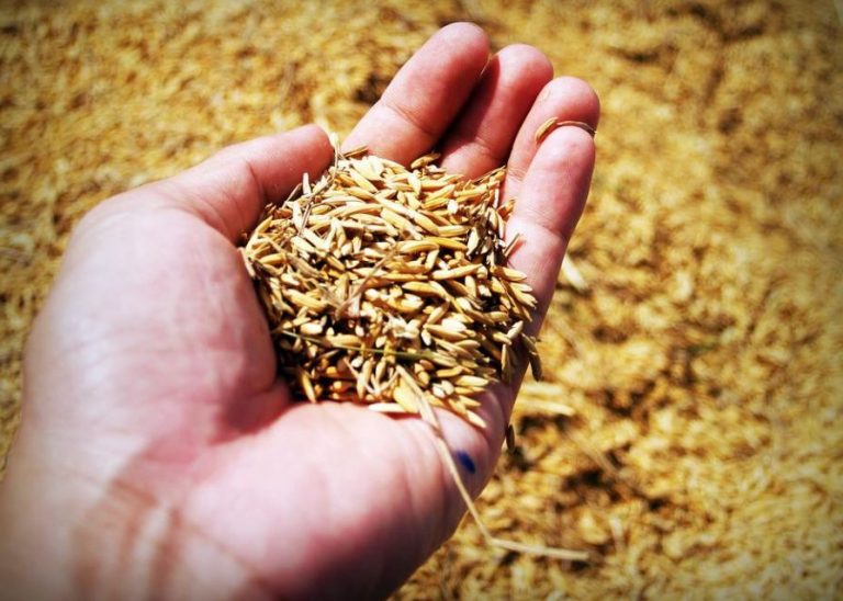 Επισιτιστική κρίση: 9+1 απειλές που την «τροφοδοτούν»