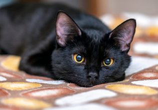 Βοστάνη: Γάτα κυκλοφορούσε 20 ημέρες στο αεροδρόμιο – Το έσκασε μετά την προσγείωση