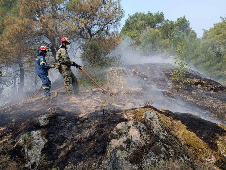 Δαδιά: Το WWF ζητά εξηγήσεις για την καταστροφή του πολύτιμου δάσους
