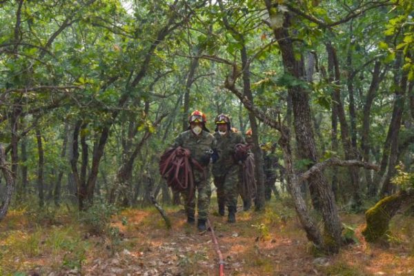 Φωτιά: Χάθηκαν πάνω από 42.000 στρέμματα δάσους – Λιγοστεύει επικίνδυνα το πράσινο στην Ελλάδα