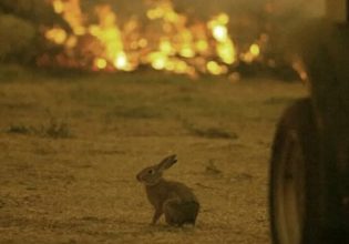 Πυρκαγιές: Ο «μαρμαρωμένος» λαγός μπροστά στις φλόγες – Φωτογραφία «καθρέφτης» της εποχής μας