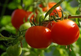 Ντομάτα: Εχθροί και μυκητολογικές προσβολές στις υπαίθριες καλλιέργειες