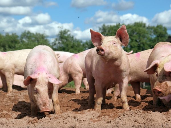 Επιστήμονες τρέχουν να μελετήσουν τη φάρμα όπου τα γουρούνια ακούν μουσική