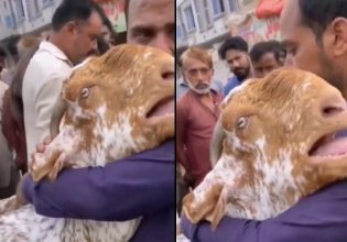 Σαουδική Αραβία: Κατσίκα κλαίει σαν μωρό επειδή αποχωρίζεται τον ιδιοκτήτη της