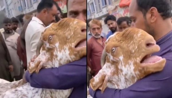 Σαουδική Αραβία: Κατσίκα κλαίει σαν μωρό επειδή αποχωρίζεται τον ιδιοκτήτη της