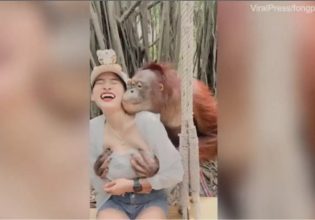 O ουραγκοτάγκος αποδείχτηκε μεγάλος «γύπας»: Κάθισε πίσω από τουρίστρια και… – Δείτε το βίντεο