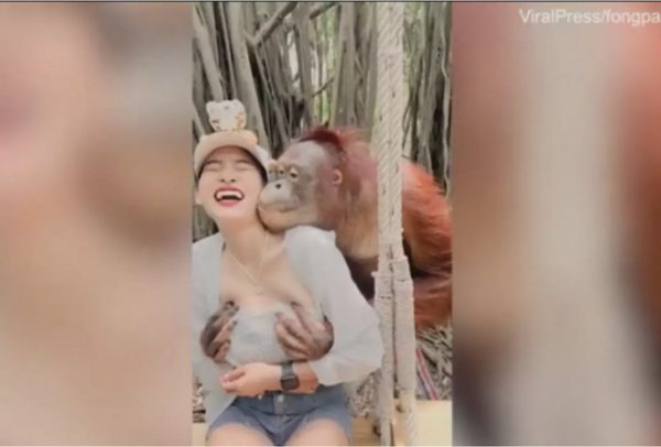 O ουραγκοτάγκος αποδείχτηκε μεγάλος «γύπας»: Κάθισε πίσω από τουρίστρια και… – Δείτε το βίντεο