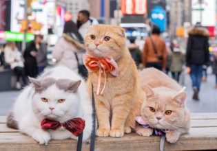 Δικηγόρος ταξιδεύει σε όλο τον κόσμο με τις τρεις γάτες του