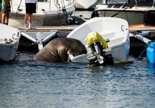 Νορβηγία: Θαλάσσιος ίππος 600 κιλών βυθίζει πλοία και προκαλεί πανικό