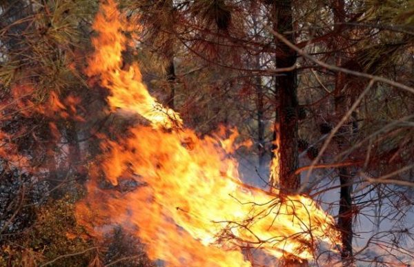 Φωτιά σε δασική έκταση στην Κεφαλονιά