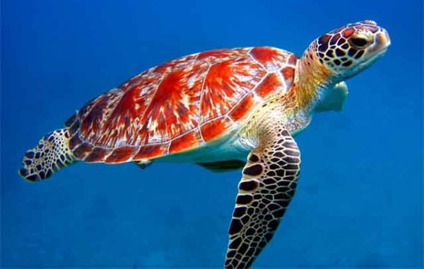 Ιαπωνία: Πάνω από 30 θαλάσσιες χελώνες βρέθηκαν μαχαιρωμένες