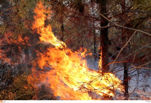Φωτιά στο Δίστομο: Μεγάλη μάχη πυροσβεστών και κατοίκων με τις φλόγες