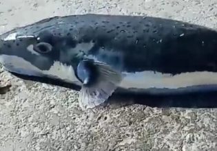 Λαγοκέφαλοι: Ποια άλλα είδη ψαριών είναι επικίνδυνα για τον άνθρωπο