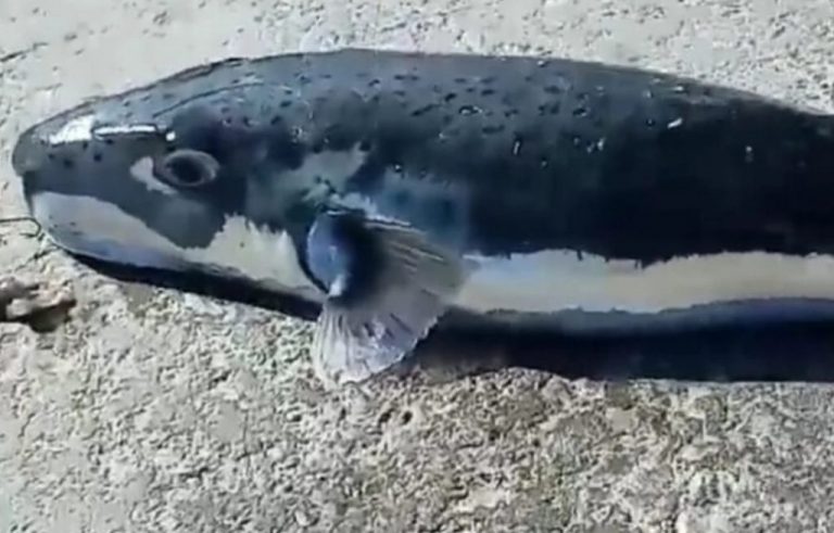 Λαγοκέφαλοι: Ποια άλλα είδη ψαριών είναι επικίνδυνα για τον άνθρωπο