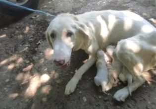 Περιστέρι Ήλιδας: Πήγε να πετάξει νεογέννητα κουτάβια και συνελήφθη