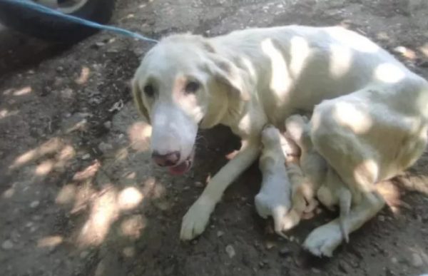 Περιστέρι Ήλιδας: Πήγε να πετάξει νεογέννητα κουτάβια και συνελήφθη