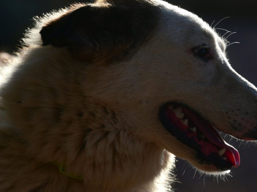 Καβάλα: Σκότωσαν 12 σκυλιά με φόλες σε κτηνοτροφική μονάδα