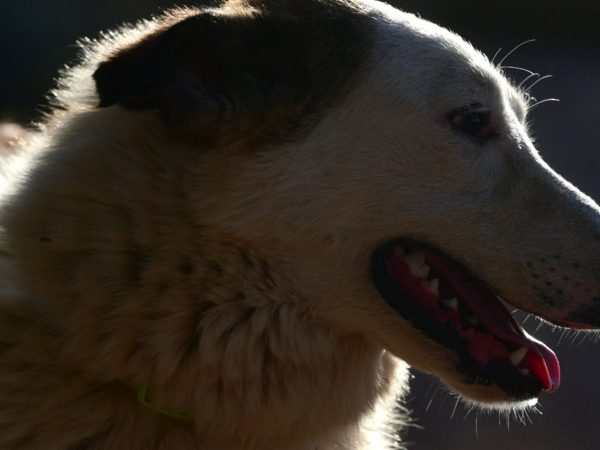 Καβάλα: Σκότωσαν 12 σκυλιά με φόλες σε κτηνοτροφική μονάδα