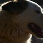 Καβάλα: Σκότωσαν 12 σκυλιά με φόλες σε κτηνοτροφική μονάδα
