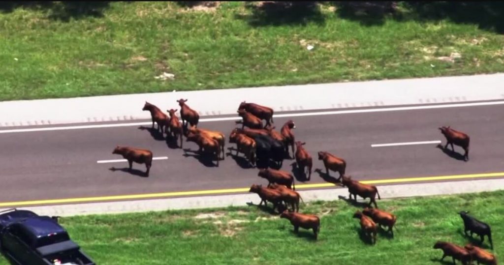 ΗΠΑ: Κοπάδι αγελάδων έσπειρε… κυκλοφοριακό πανικό στη Φλόριντα