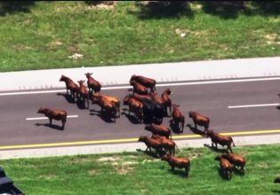 ΗΠΑ: Κοπάδι αγελάδων έσπειρε… κυκλοφοριακό πανικό στη Φλόριντα