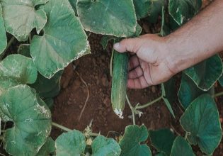 Αγγουριά θερμοκηπίου: Πώς θα αντιμετωπίσετε ασθένειες και εχθρούς