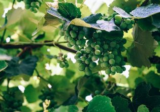 Αμπέλι: Αυξημένη προσοχή στην αντιμετώπιση του βοτρύτη