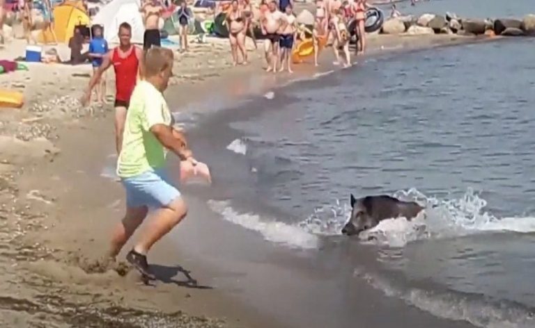 Χαλκίδα: Πανικός σε παραλία – Aγριογούρουνα κολυμπούσαν δίπλα σε κολυμβητές