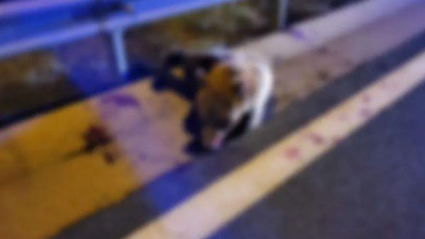 Κοζάνη: Αρκούδα συγκρούστηκε με αυτοκίνητο στην Εγνατία Οδό