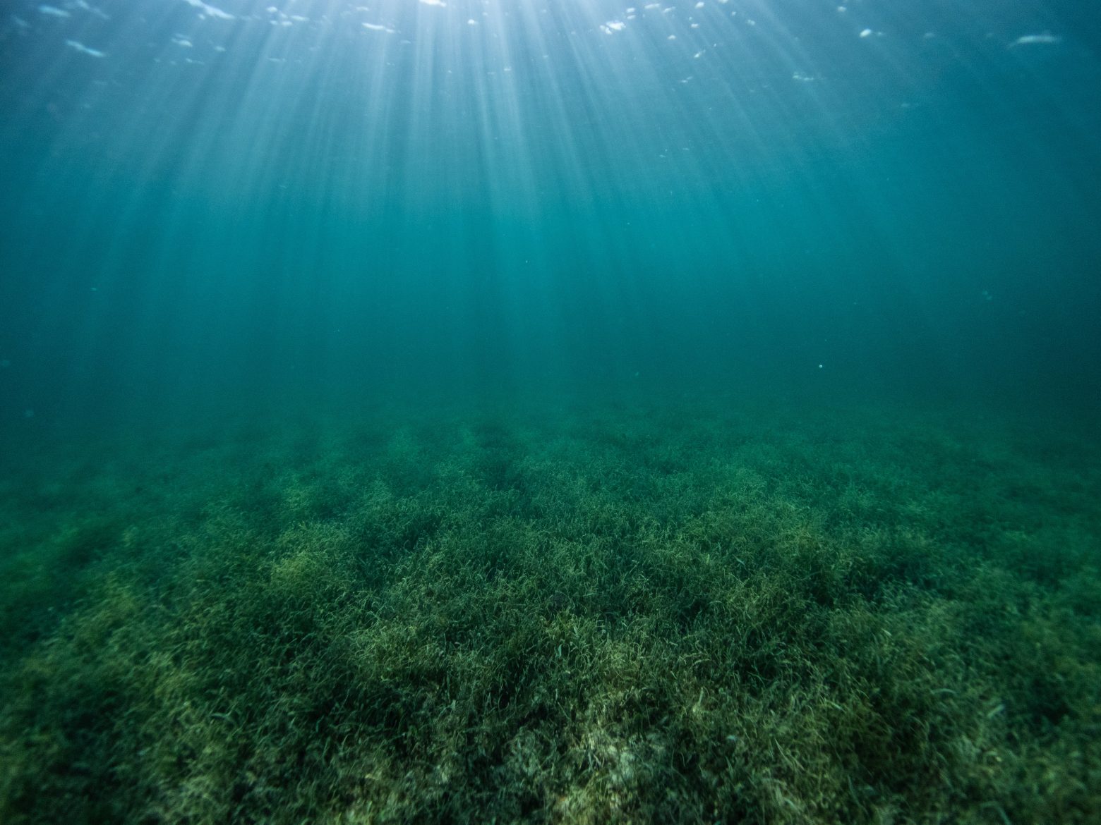 Η ούρηση σώζει τη θαλάσσια βλάστηση